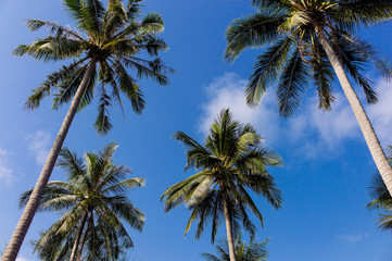 Obraz na płótnie Canvas coco trees against blue sky