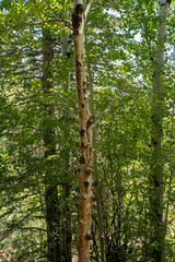 trees in the Colorado forest