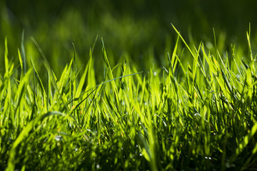 Close up on Vibrant uncut green grass meadow, selective focus background blur effect