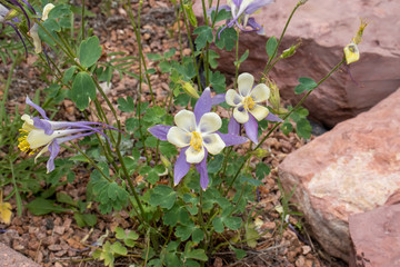 purple and yellow flowers