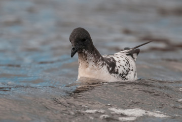 Cape petrel swimming in Antarctic waters.