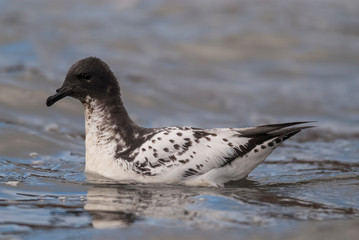 Cape petrel swimming in Antarctic waters.