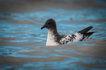 Cape petrel swimming in Antarctic waters.