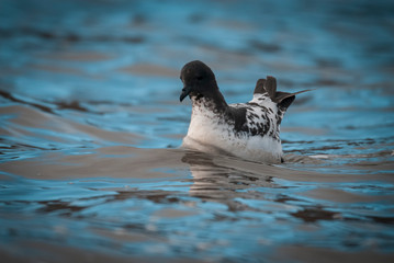 Fototapeta premium Cape petrel swimming in Antarctic waters.