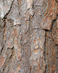 Pine bark, nature background. Texture and detail close up