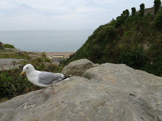 Die neugierige M&ouml;we