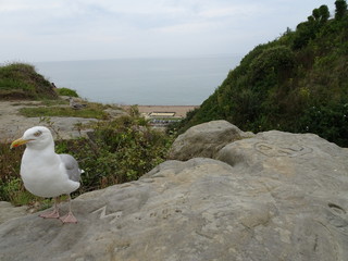 Die neugierige Möwe