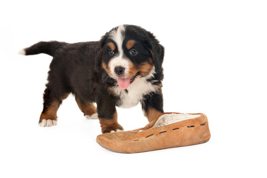 Doggy with slipper