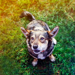 portrait of a cute brown dog sitting on the grass and smiles its ears and mouth open