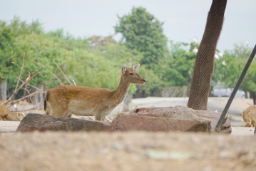 Just Chillin' Female Fallow Deer