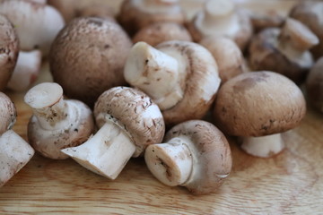 Herbst - Zeit für Pilze