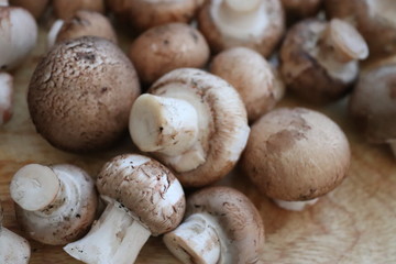 Herbst - Zeit für Pilze