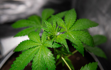 .trends in marijuana cultivation. Cannabis plant close-up.