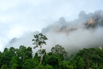 Green forest and tall cliff in morning mist