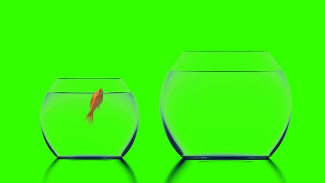 Goldfish Jumps into a Bigger Aquarium, Beautiful 3d Animation on a Green Background, Perfect for Using Your Background. 4K Ultra HD 3840x2160