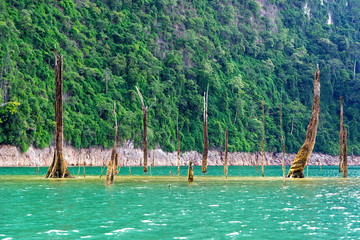 Dead trees in lake with green cliff background
