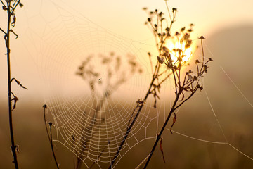 Spider woven web on bushes on a field at dawn.