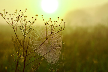 Spider woven web on bushes on a field at dawn.