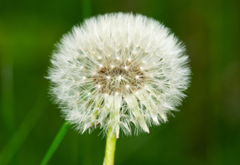 Fototapeta premium dandelion on background of green grass