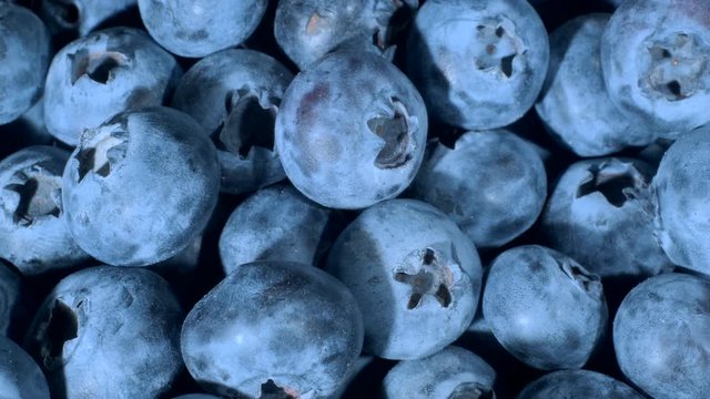  Detail of Blueberries. Macro trucking shot. Camera moves sideway to the left side. Close-up, Top view. Bog bilberry, bog blueberry, northern bilberry or western blueberry (Vaccinium uliginosum)