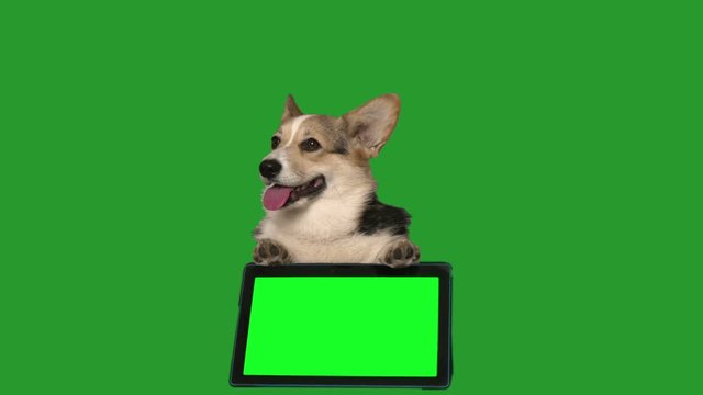 welsh corgi and electronic tablet on a green screen