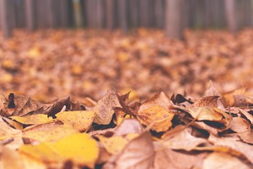 Close up of fallen autumn leaves in a forest in Mendoza, Argentina.