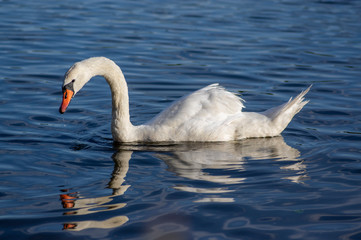 Single swan on blue lake, largest waterfowl birds, white adult animal