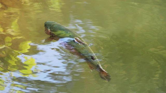 Salmon trout in a river.
