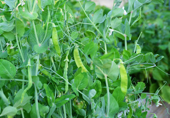 Obraz premium Snow peas ready to harvest on the vine in a garden