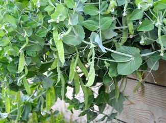 Close-up of snow peas growing in a backyard garden