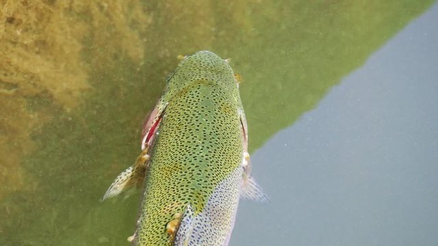 Salmon trout in a river.