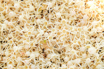 Meranti blossom flower falling on floor