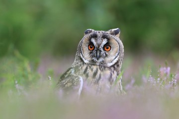 Wild Europaean Long eared Owl Asio otus, sitting on the ground. 