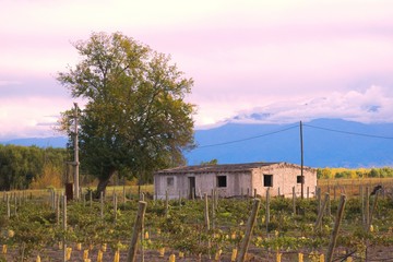 Fototapeta na wymiar Simple rustic house next to a vineyard in Mendoza, Argentina.