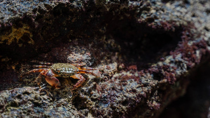 crab walking on the rocks near sea or ocean at the beach. Marbled Rock Crab, Pachygrapsus marmoratus