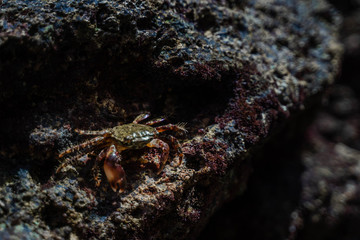 crab walking on the rocks near sea or ocean at the beach. Marbled Rock Crab, Pachygrapsus marmoratus