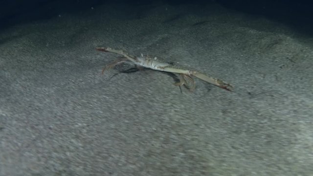 Swimming Crab quickly run along the sandy seabed in the night. Gray swimming crab (Portunus hastatus) Underwater shot. Mediterranean Sea, Europe.