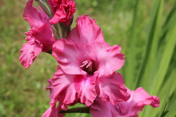 Bright pink flowers of gladiolus in garden