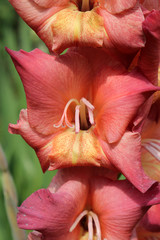 Fototapeta na wymiar Brown-red flower of gladiolus in garden