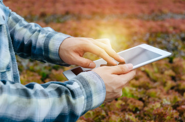 young female farmer using mobile tablet computer with organic hydroponic fresh vegetables produce in greenhouse garden nursery farm, smart farming technology and agricultural innovation concept