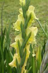 Green flowers of gladiolus in garden