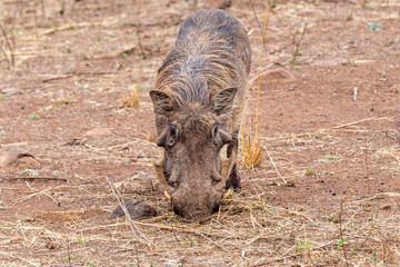 warthog in kruger park south africa