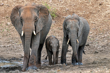 family with baby elephant in kruger park south africa