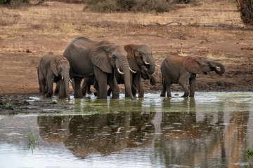 family with baby elephant in kruger park south africa
