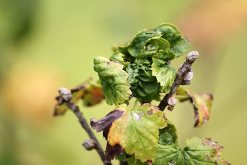 Twisted leaves of currant. Symptoms of currant leaf damage by blackcurrant aphid or Aphis schneideri