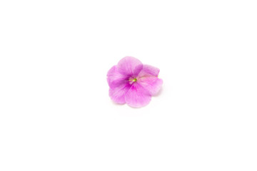 pansy rose sun flower in purple , red white on white back ground 