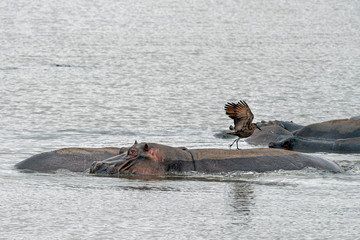 hippos and bird in kruger park south africa