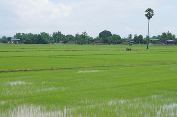 the rice fields have green seedlings 