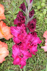 Obraz na płótnie Canvas Bright pink flowers of gladiolus in garden