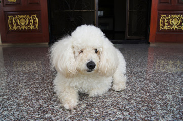 a beautiful white poodle dog